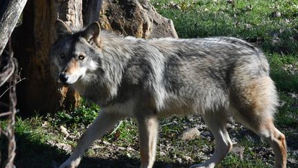 Un loup du parc du Thot, le 6 février 2023, photo d'illustration. (PHILIPPE GREILLER / MAXPPP)