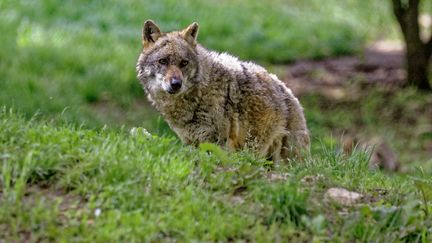 Un loup dans un zoo de Villiers-en-Bois (Deux-Sèvres), le 20 mai 2021. (ERIC POLLET / HANS LUCAS / AFP)